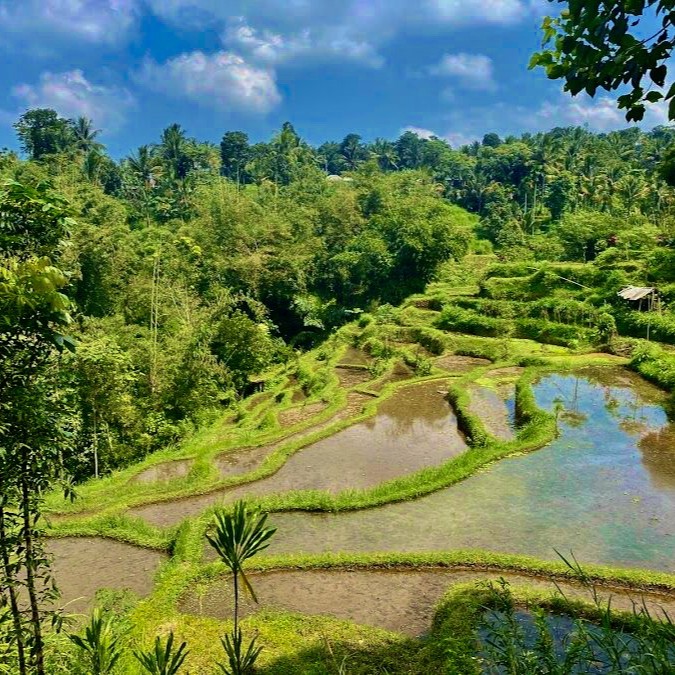 Ricefield