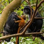 Tetebatu Lombok Monkey Forest